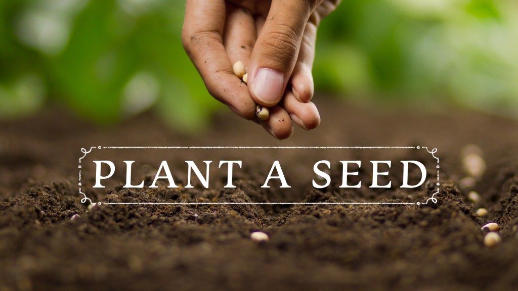 Blog cover for plant a seed post